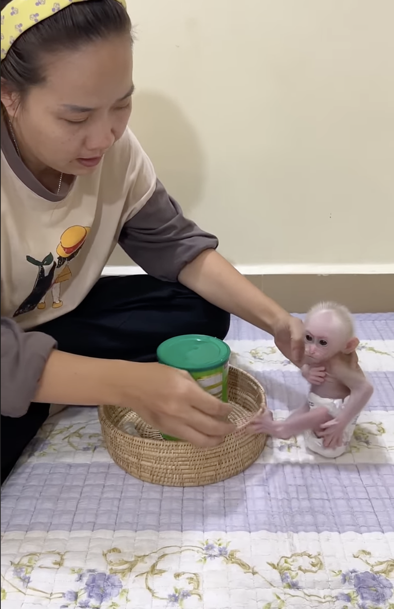 Mom Cares for Baby ChiChi So Much — A Sweet and Heartwarming Moment 🐒❤️