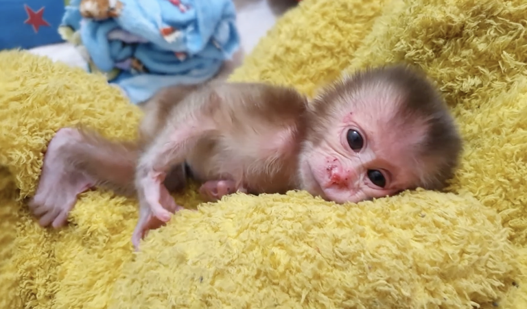 Newborn Aba Is So Hungry for Milk — A Heartwarming Feeding Moment