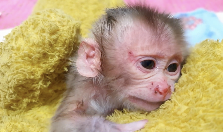 Rescue Newborn Monkey Aba After Being Abandoned