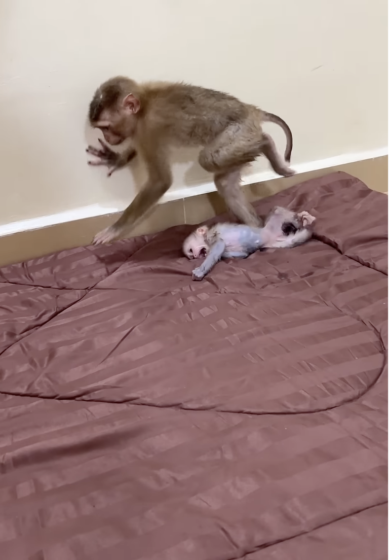 Cutest Little Baby Samo Has the Sweetest Face — Momma Sally Takes Such Good Care of Her! 🐒❤️