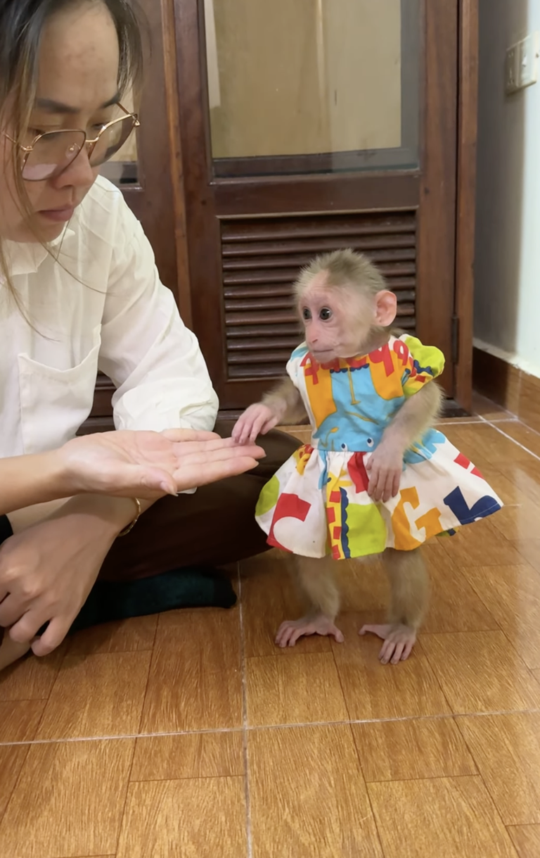 When Baby ChiChi Stands Up, She Looks So Beautiful! 🐒❤️