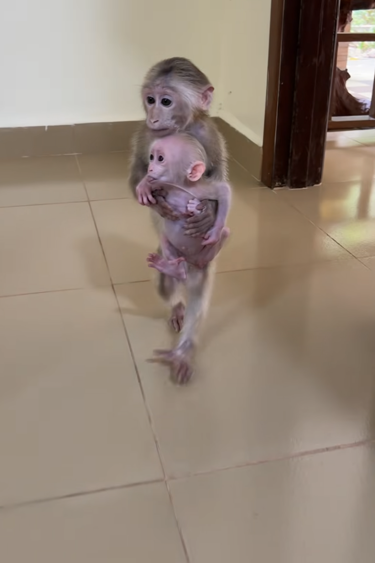 Wow! Strong PavPav Holds Little ChiChi and Walks So Well! 🐒❤️