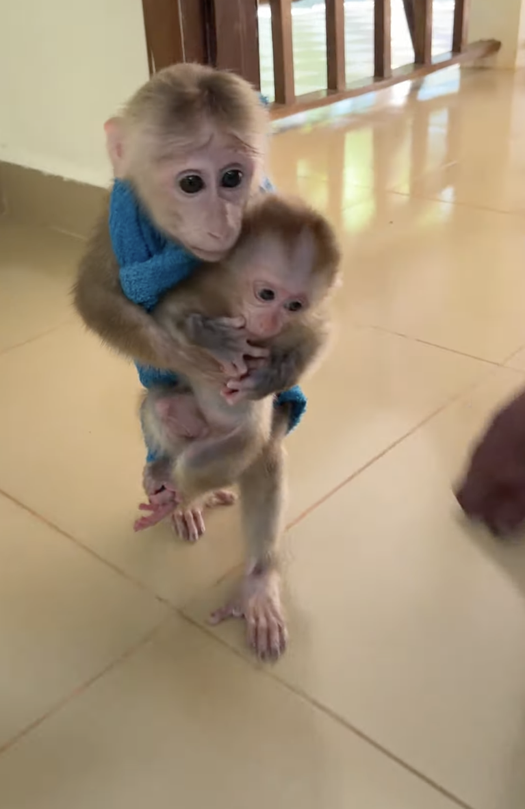 Smart PavPav Carries Baby Linda While Walking as She Screams — A Dramatic and Adorable Moment 🐒❤️