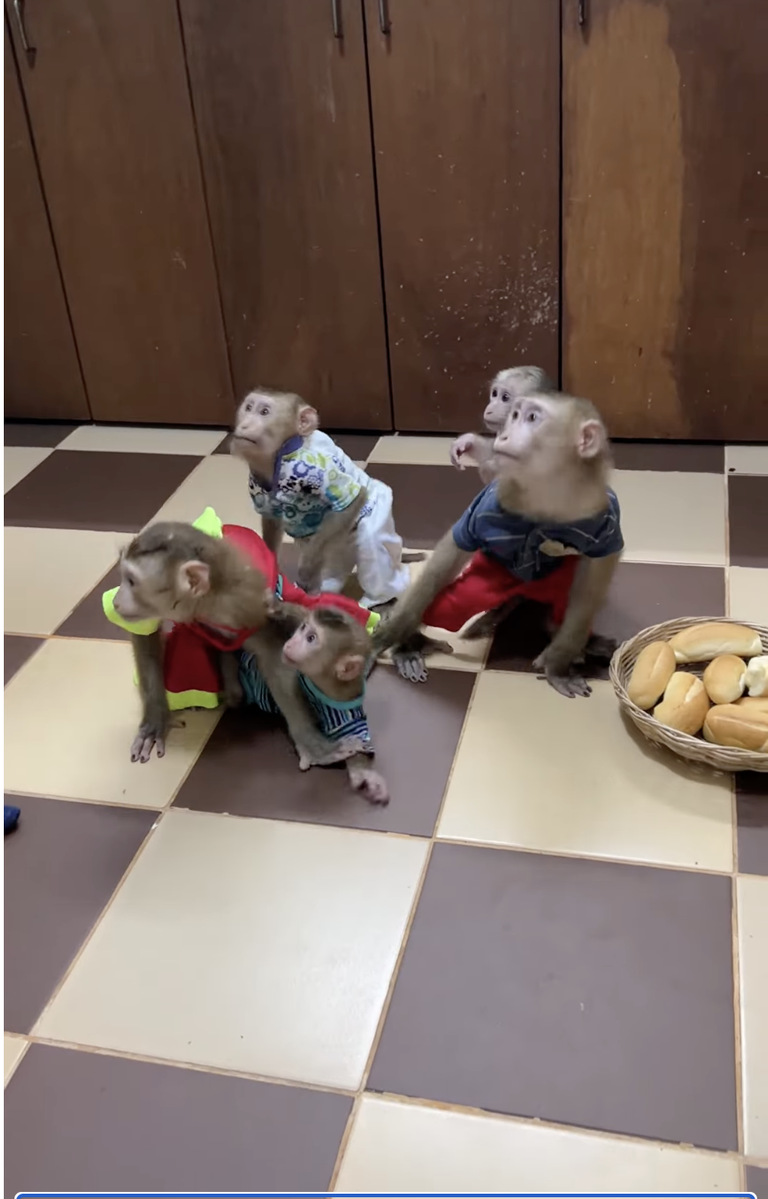 Jenny Carries Titas While Jacky Carries PavPav — Such a Sweet Family Moment! 🐒❤️