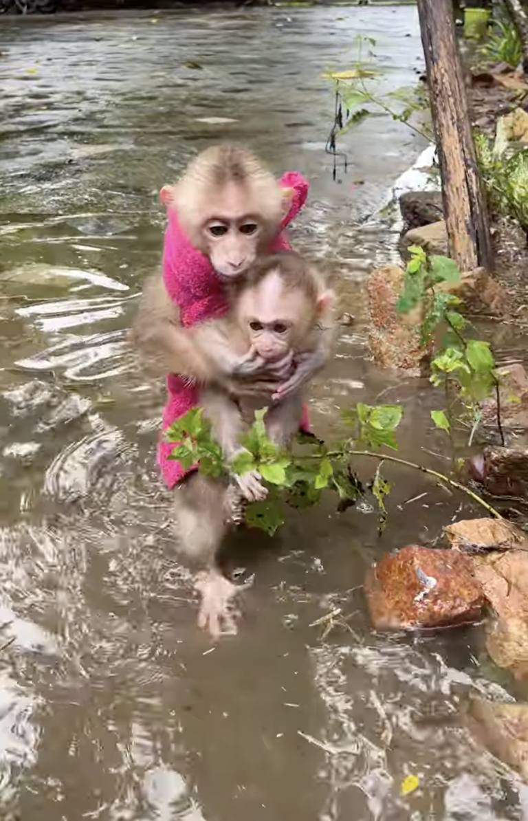 Amazing Monkey PavPav Carries Baby Linda and Walks So Well! 🐒❤️