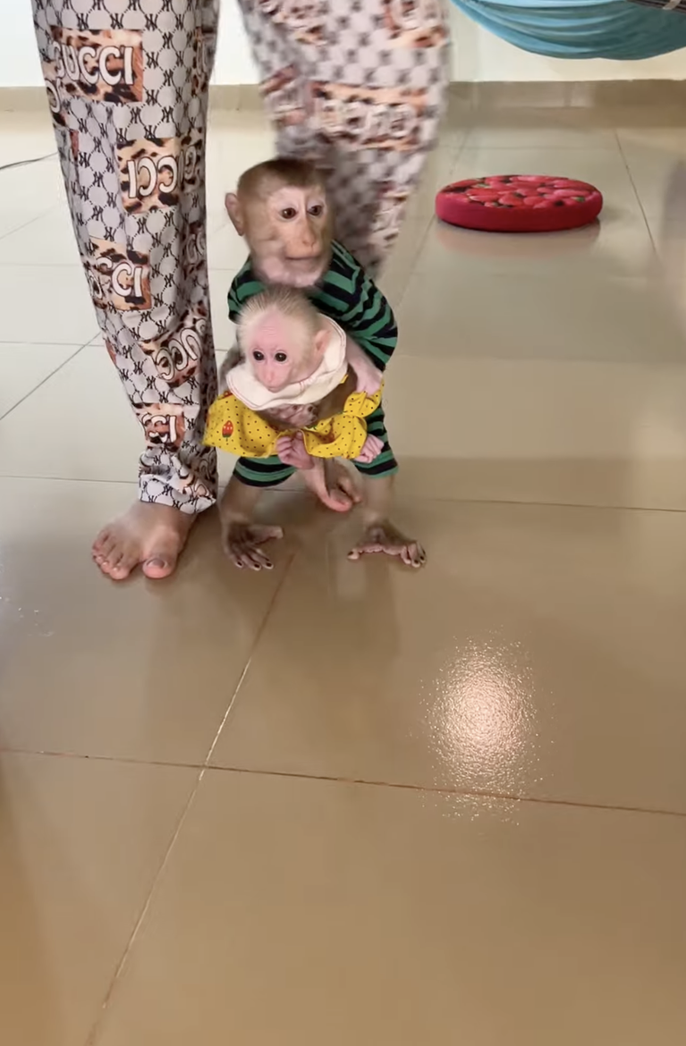 Jacky and ChiChi Play So Happily Together — The Cutest Playtime Ever! 🐒❤️