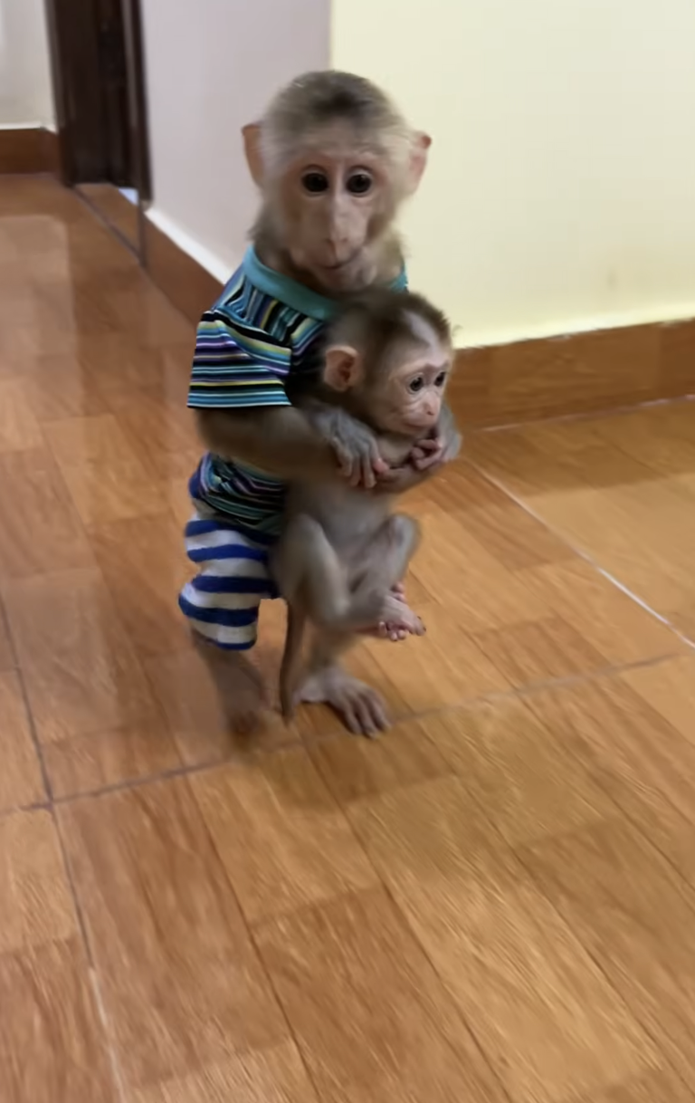 Mom Stops PavPav From Playing Too Roughly With Baby Linda 🐒❤️