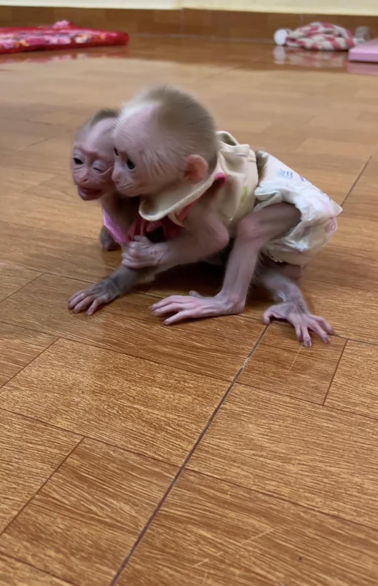 Little Baby ChiChi and Linda Are Waiting for Mommy — Such a Sweet Moment 🐒❤️