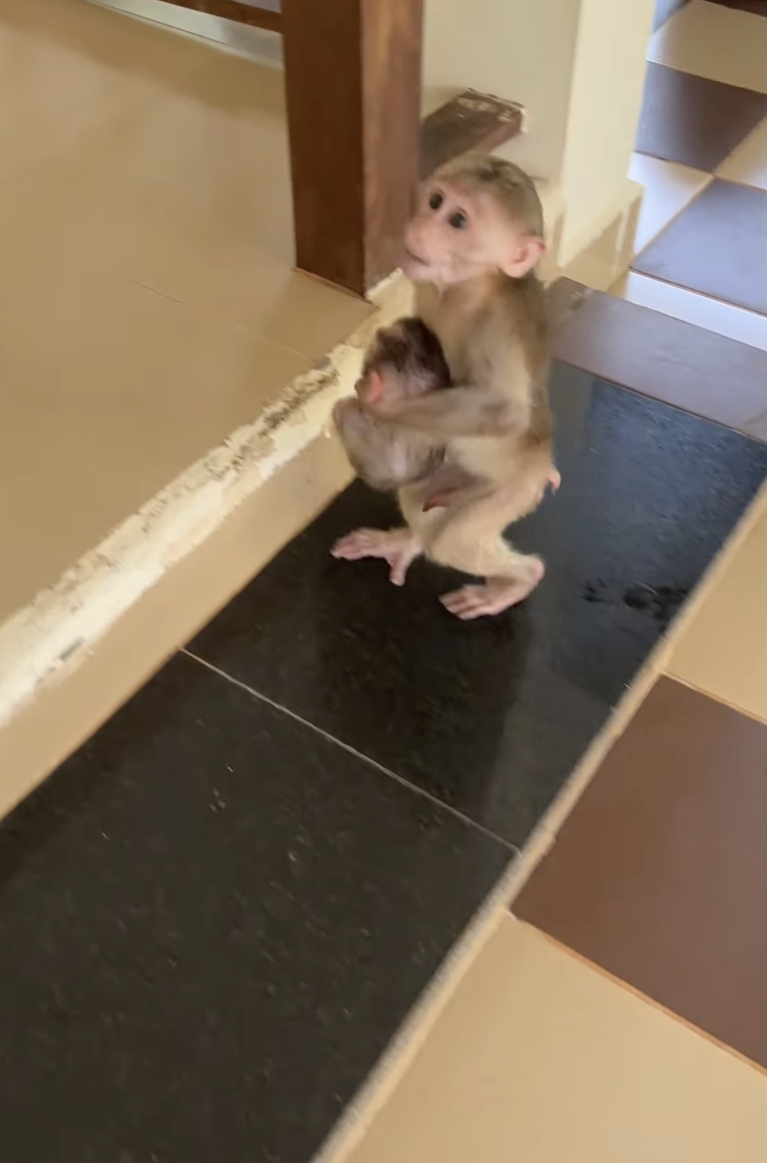 Lovely Baby Linda Is So Cute — The Sweetest Little Baby Monkey! 🐒❤️