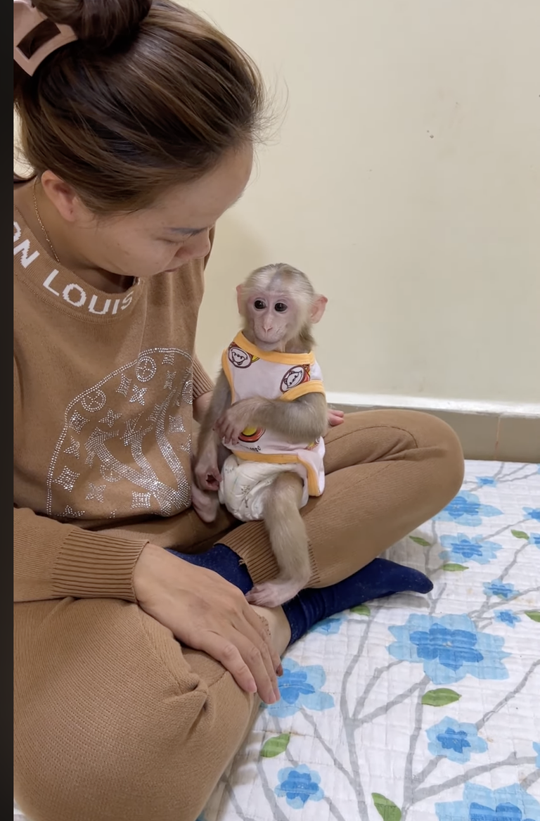 Naughty PavPav Makes Mom Angry — But His Funny Antics Are So Much Fun! 🐒😂❤️
