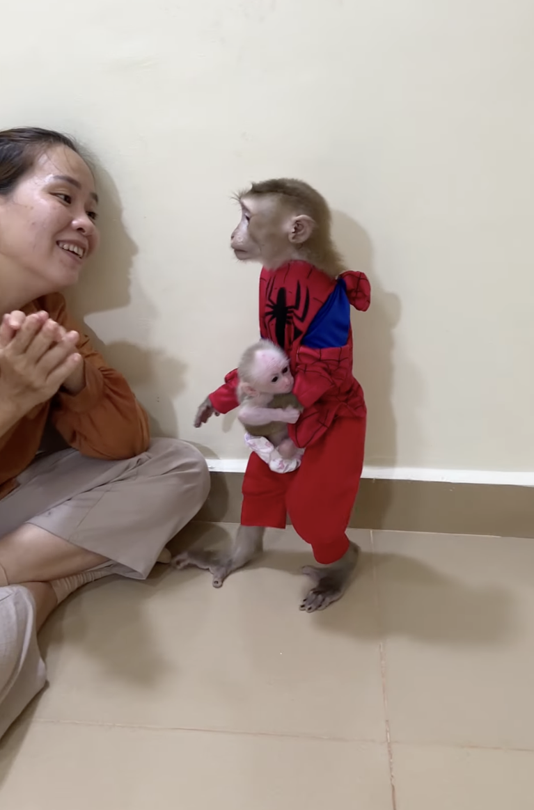 Ok Mom… Jacky Can Do! 🐒❤️ | Cute Little Jacky Tries His Best