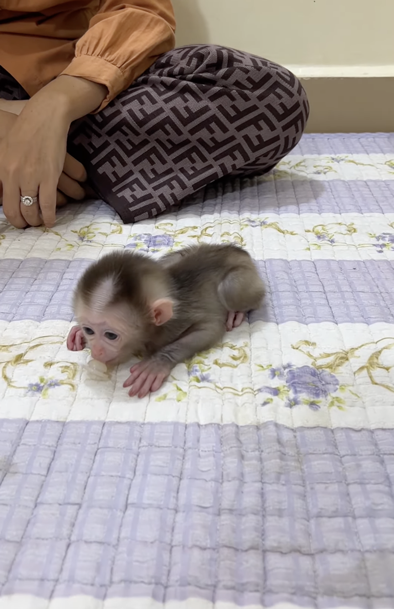 ChiChi Messing With Baby Linda 🐒😂❤️ | Funny Sister Moments