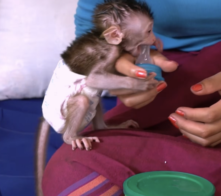 Super Hungry, Super Cry! Baby Boy Chaly Asks Mom for Milk 🍼🐒❤️