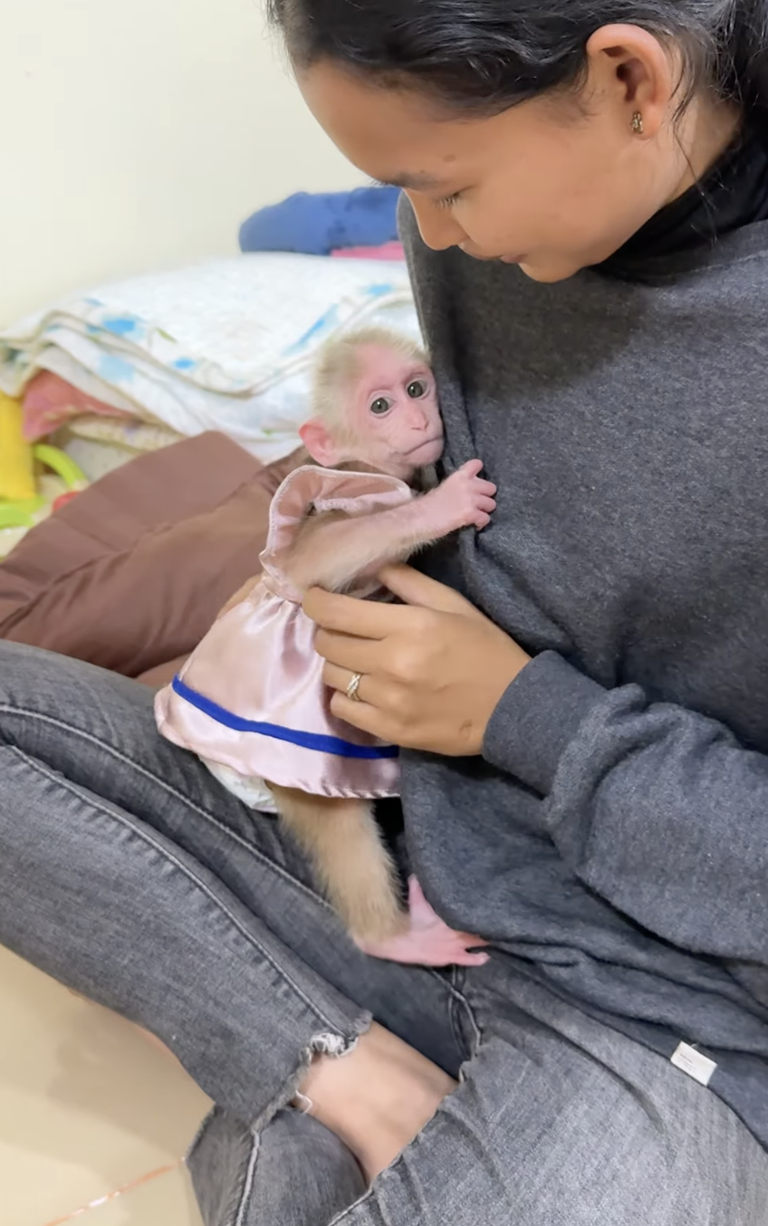 ChiChi Welcomes Her Baby Sister 🐒❤️ | A Sweet First Meeting