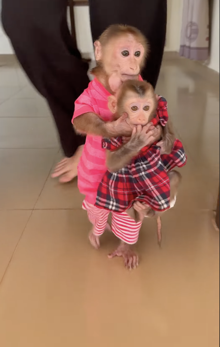 Powerful Baby PavPav Carrying Sister Linda 🐒💪❤️