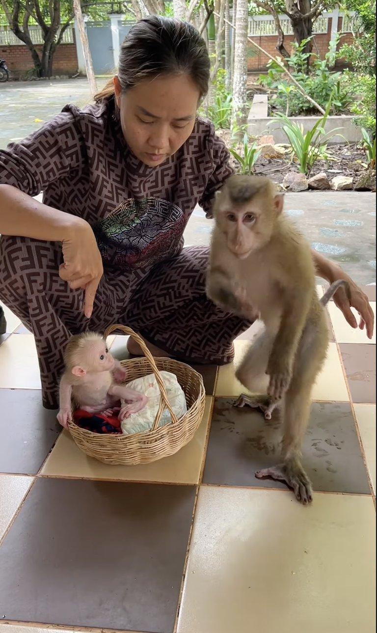 Smart Jenny Holds Baby ChiChi and Walks So Well 🐒❤️