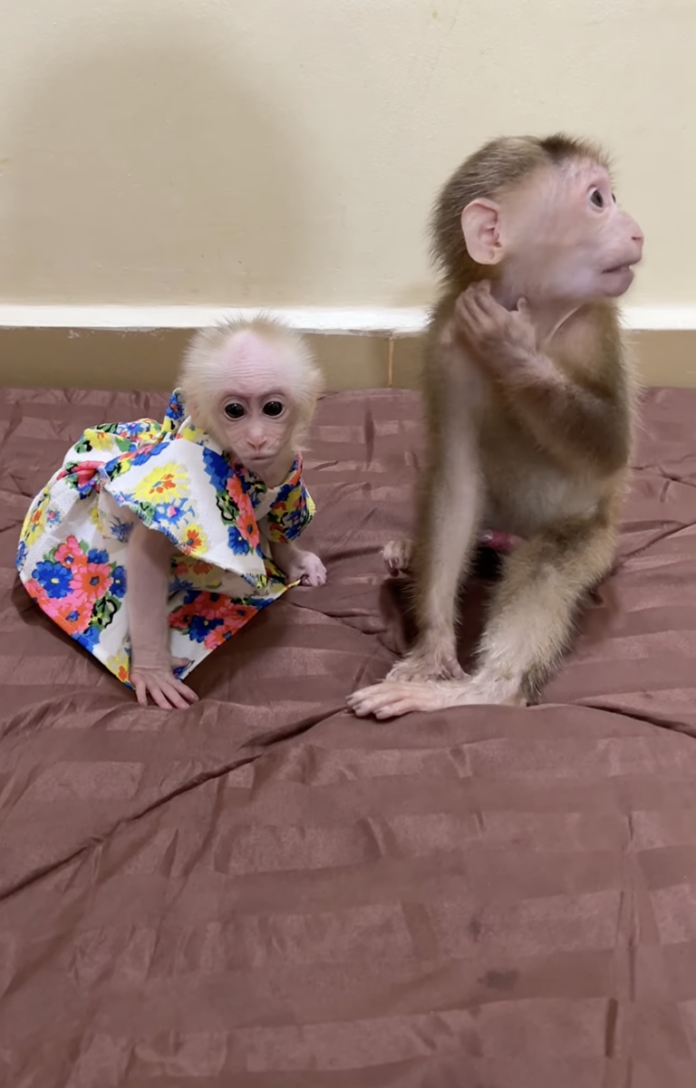 Bro PavPav Plays With Sis ChiChi 🐒❤️ | Sweet Sibling Fun
