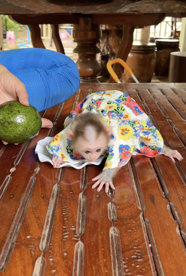 Cute Linda 🐒💕 | The Sweetest Little Baby Monkey Full of Love and Joy