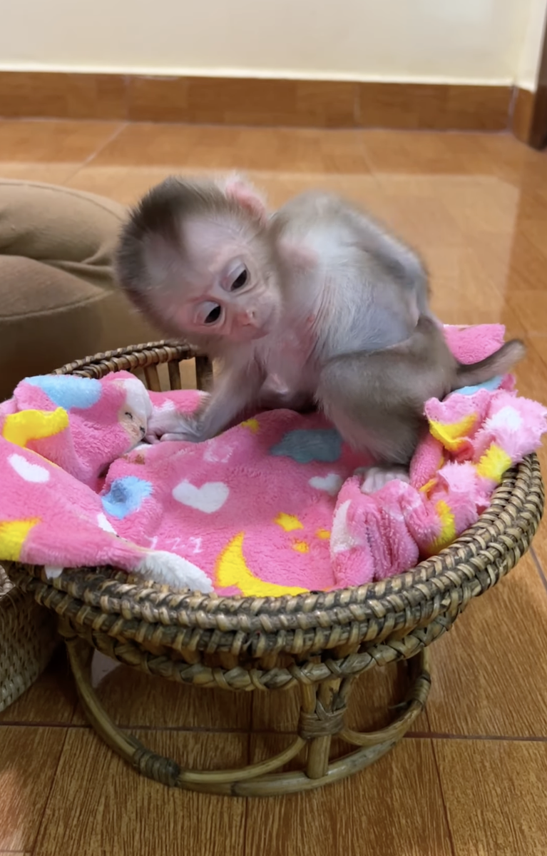 Baby Linda – The Sweetest Little Baby Monkey Full of Love and Adorable Moments 🐒💕