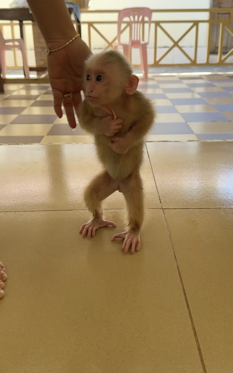 Mom Teaching Baby Chichi to Walk 🐒💕 | Sweet Learning Moments