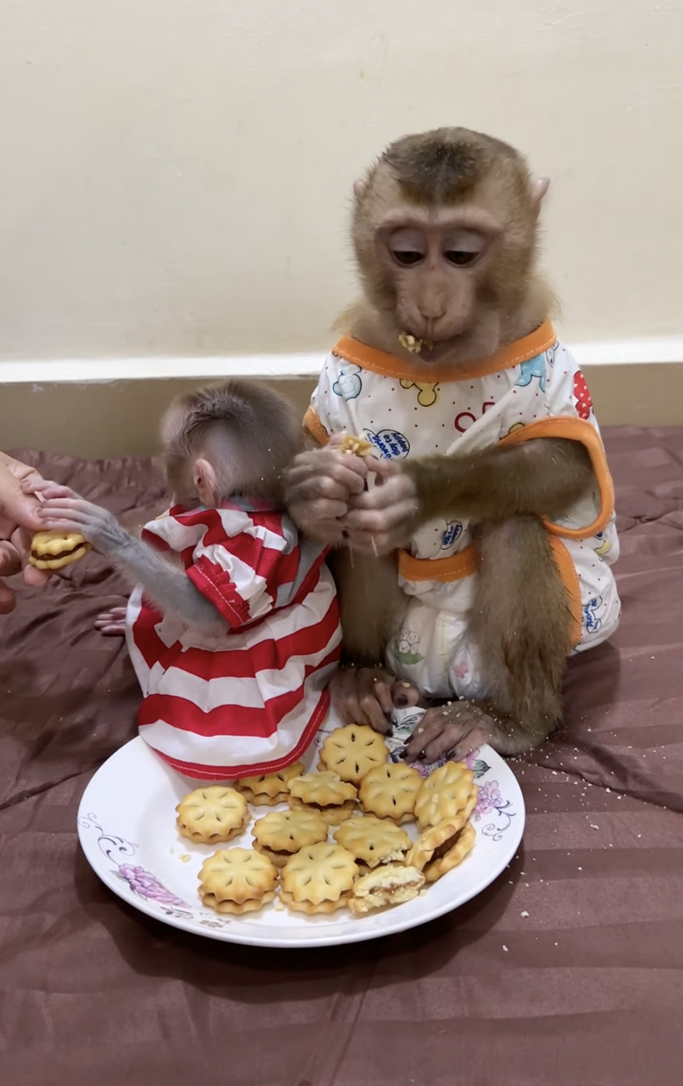 Snack Time for Baby PoPo & Linda 🐒🍎💕 | Two Little Friends Enjoy a Sweet Treat