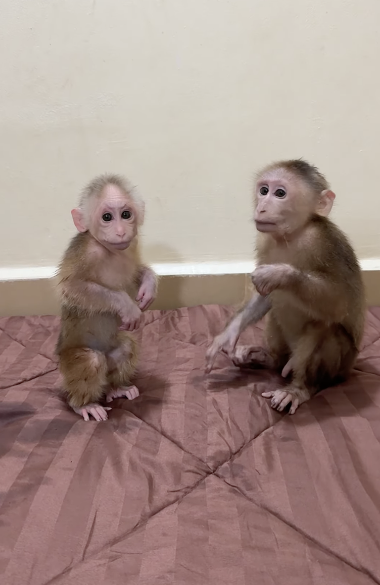 So Lovely Baby Chichi & King PavPav 🐒💕 | Sweetest Sibling Moments