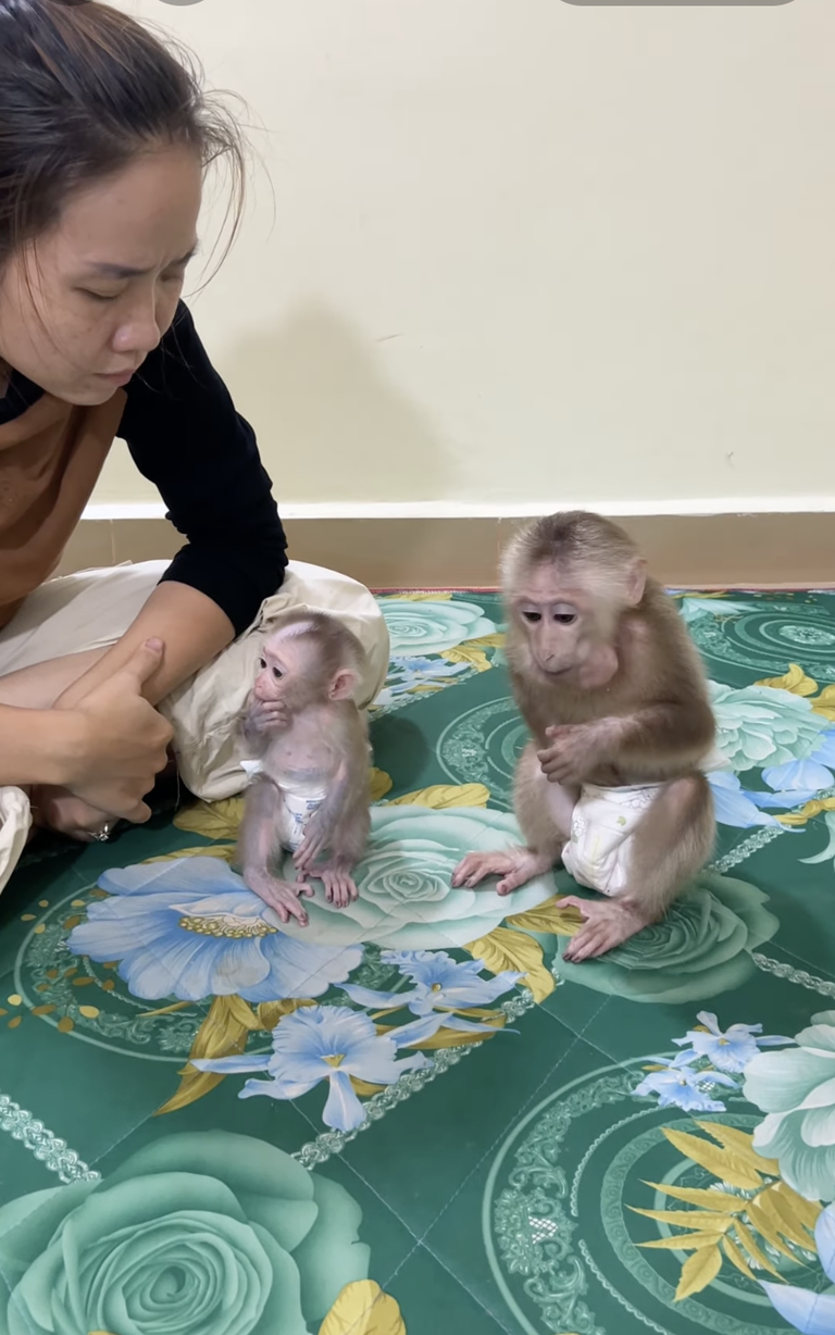 PavPav Gets Angry at Linda 🐒😤💕 | A Funny Little Monkey Moment