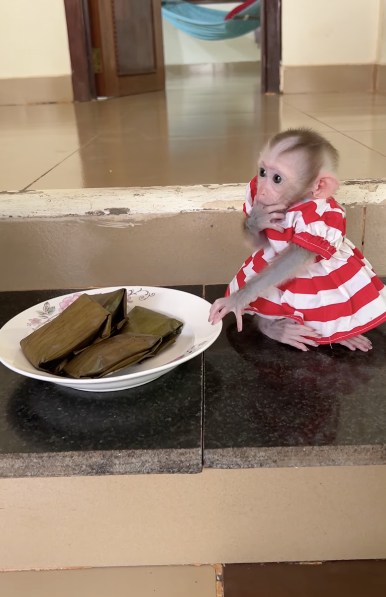 Linda Is So Hungry 🐒🥺💕 | Sweet Baby Monkey Waiting for Food