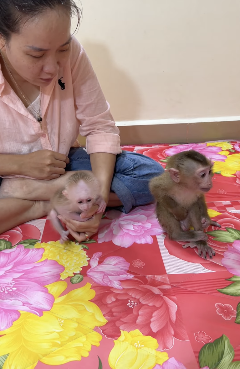 Titas’ Jealous Gesture Toward Sis ChiChi 🐒💕 | A Funny Little Sibling Moment
