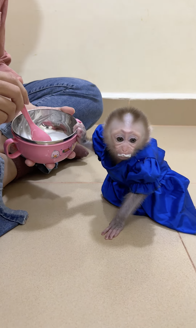 Linda in a Blue Dress Is So Cute 💙🐒 | The Sweetest Little Baby Monkey