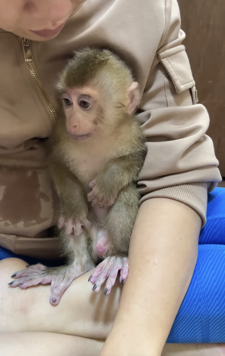 Little Titas Gets Dramatic With Mommy 🐒🥺💕 | A Funny Baby Monkey Moment