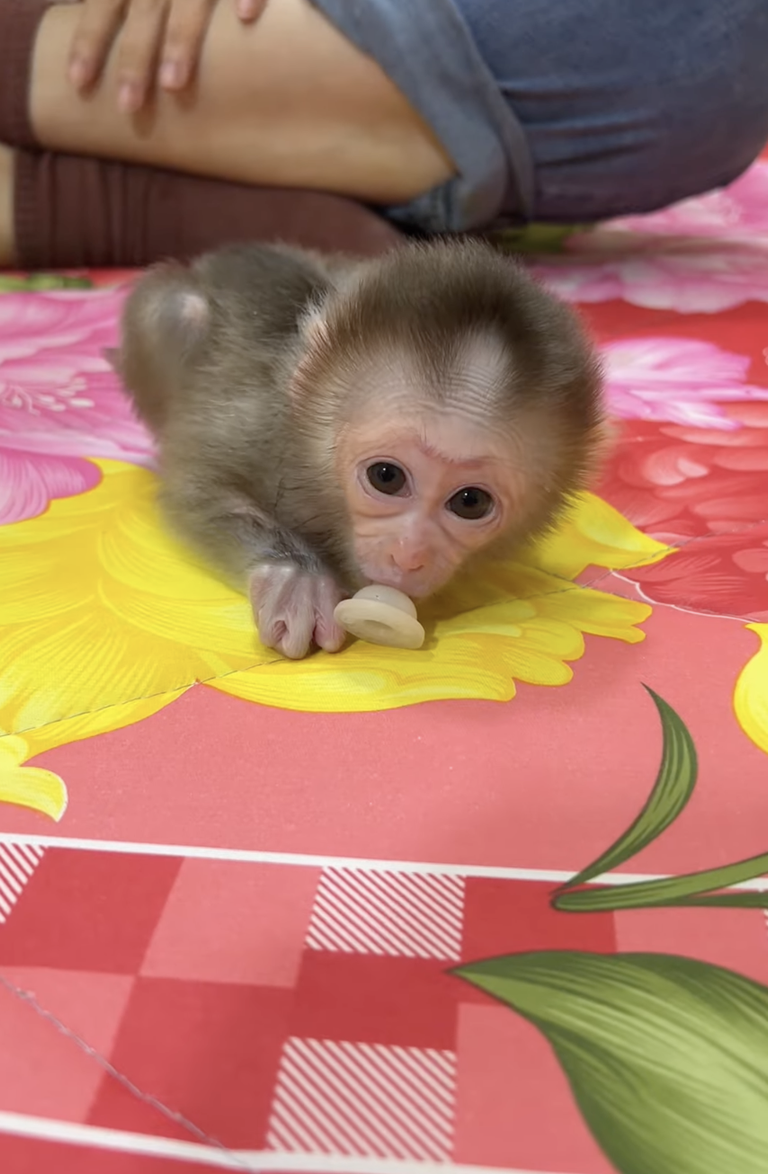 Cute Baby Linda So Spoiled 🐒💕 | The Sweet Little Princess Who Gets So Much Love