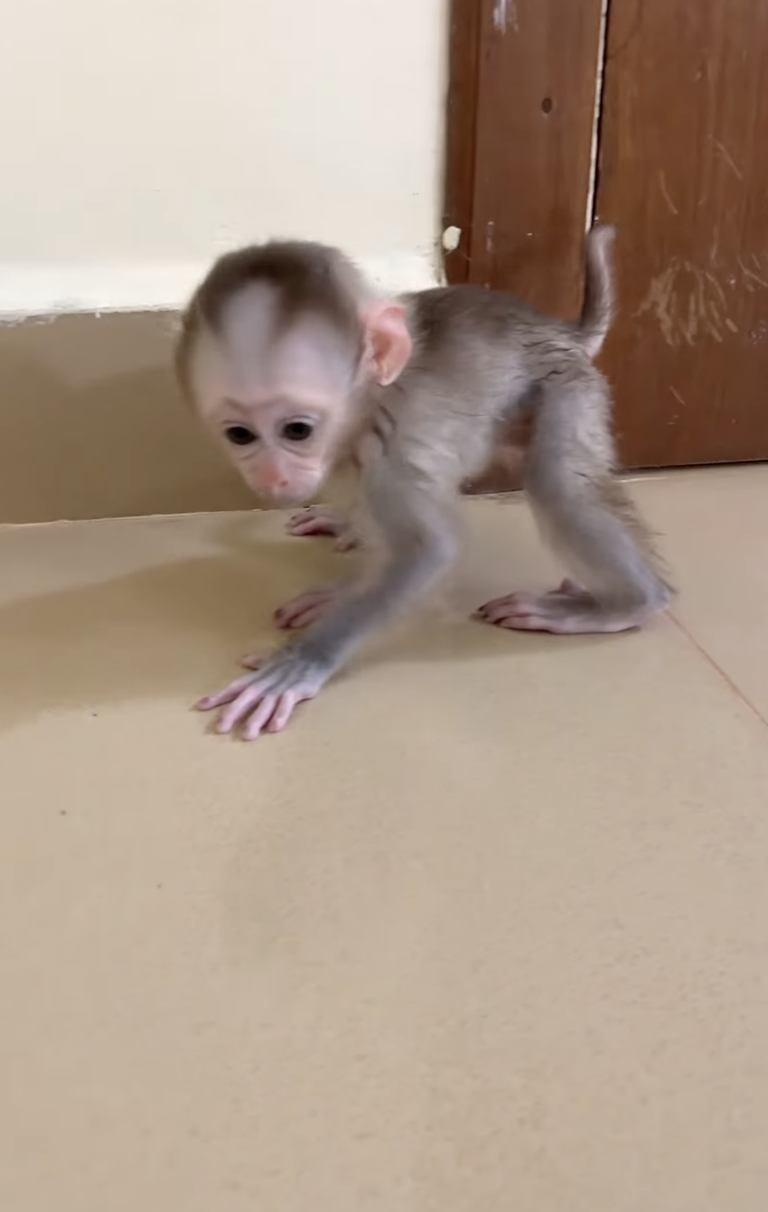Wow… Linda Tries to Scream and Call Mommy! 🐒💖 | Adorable Baby Monkey Moment