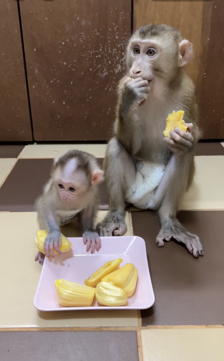 Baby Linda & Jenny Really Love Eating Jackfruit! 🐒💛 | Sweet Snack Time