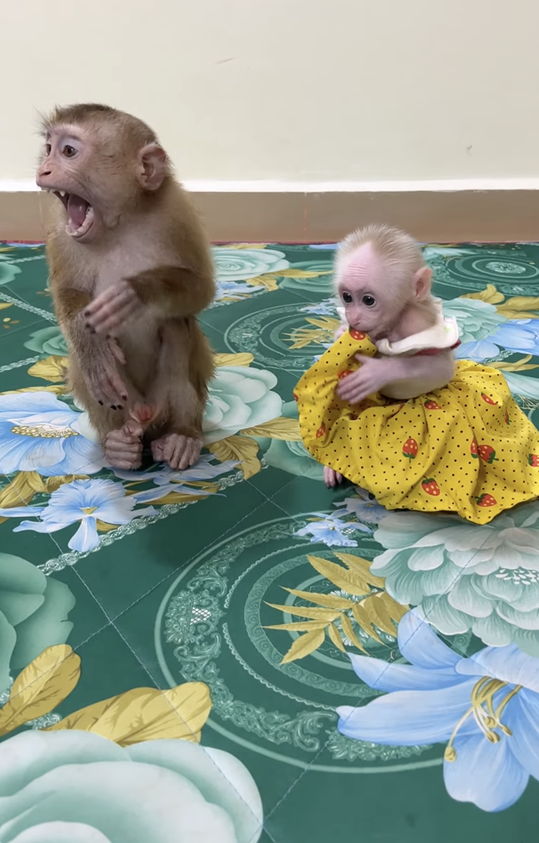 Popo & ChiChi Sit and Wait for Mommy! 🐒💖 | Sweet Baby Monkey Moment