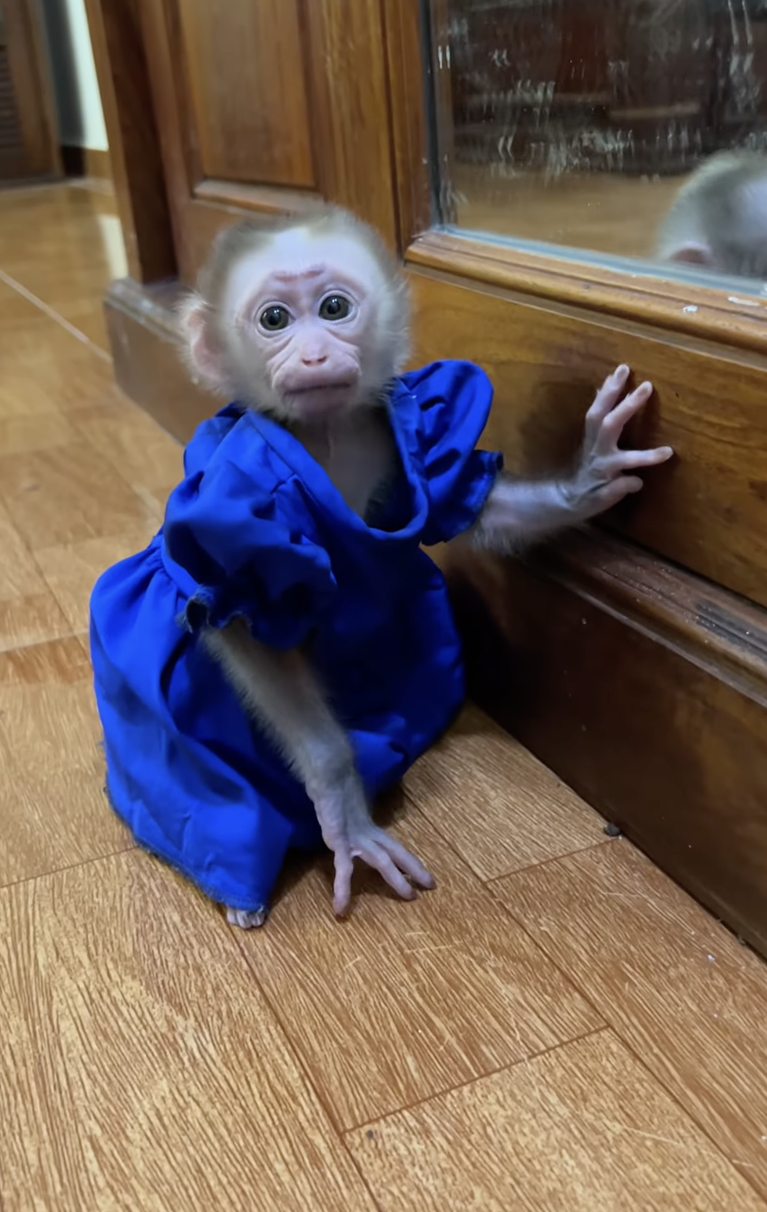 Wow… Linda Gestures to Dad for the First Time! 🐒💖