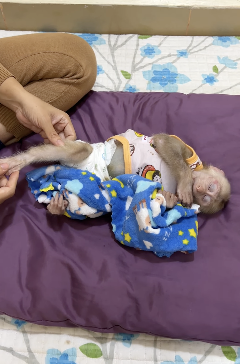 PavPav Loves His Blue Towel! 💙🐒 | The Cutest Little Comfort Moment