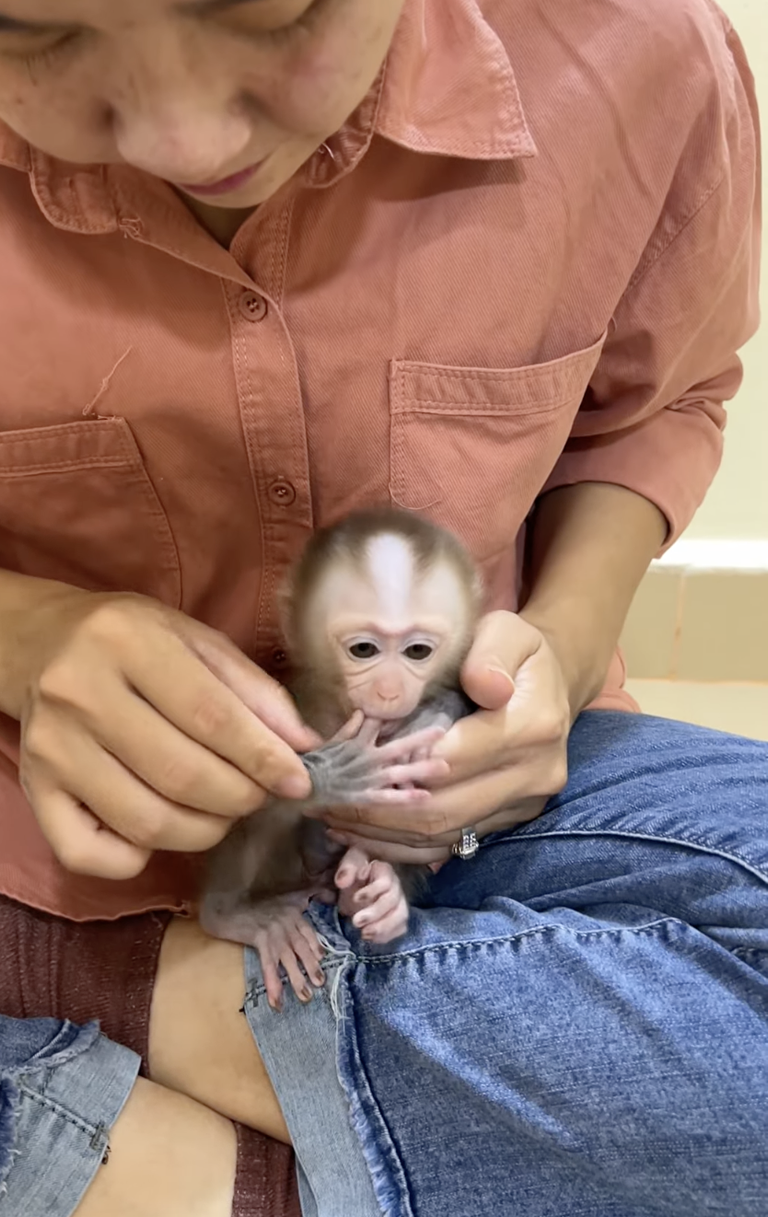 Adorable Baby Linda Is So Cute! 🐒💖 | The Sweetest Little Baby Monkey