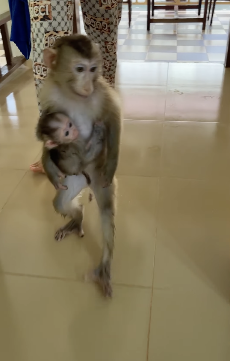 Jenny Takes Baby Linda Into the Room 🐒💗 | A Sweet Little Family Moment