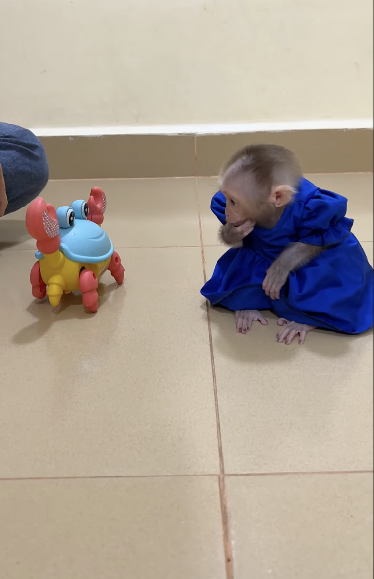 Funny Linda Has the Funniest Encounter With a Crab! 🐒🦀😂