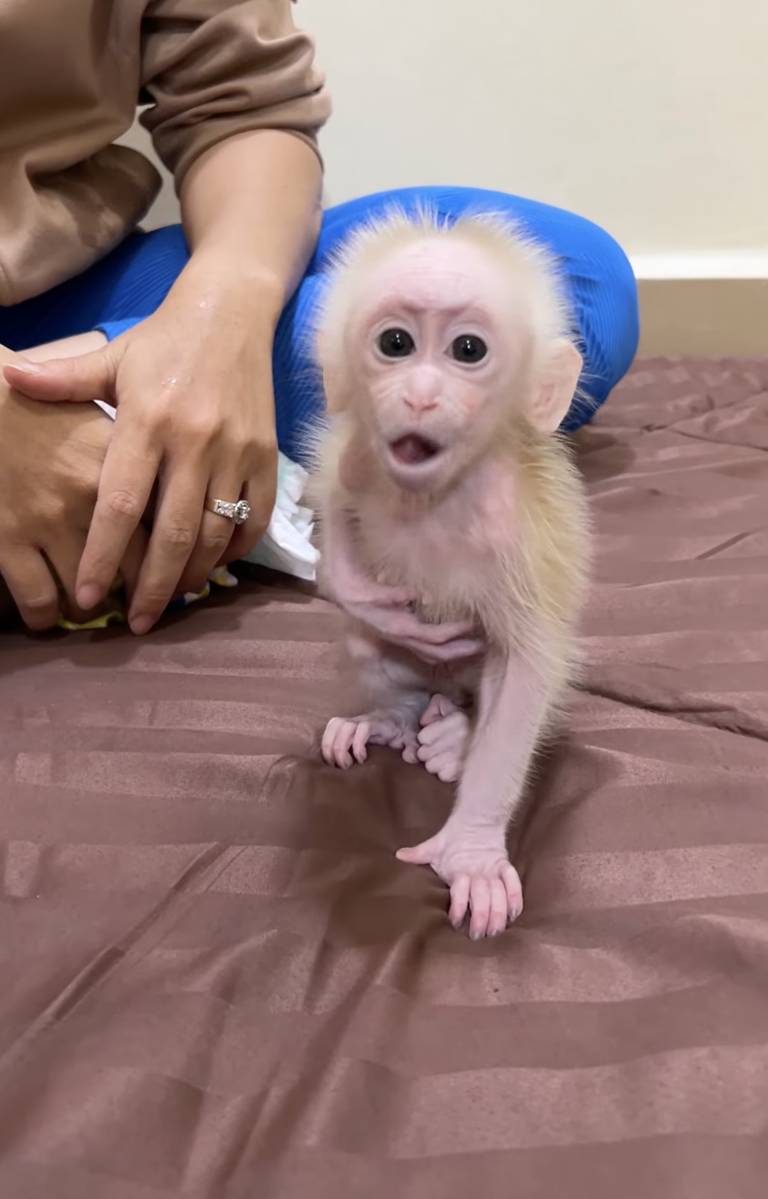Lovely Baby ChiChi Is So Adorable! 🐒💖 | The Sweetest Little Baby Monkey