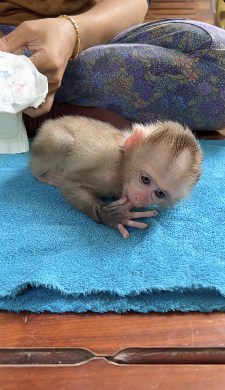 Linda Is So Good! 🐒💖 | Such a Sweet and Well-Behaved Baby Monkey