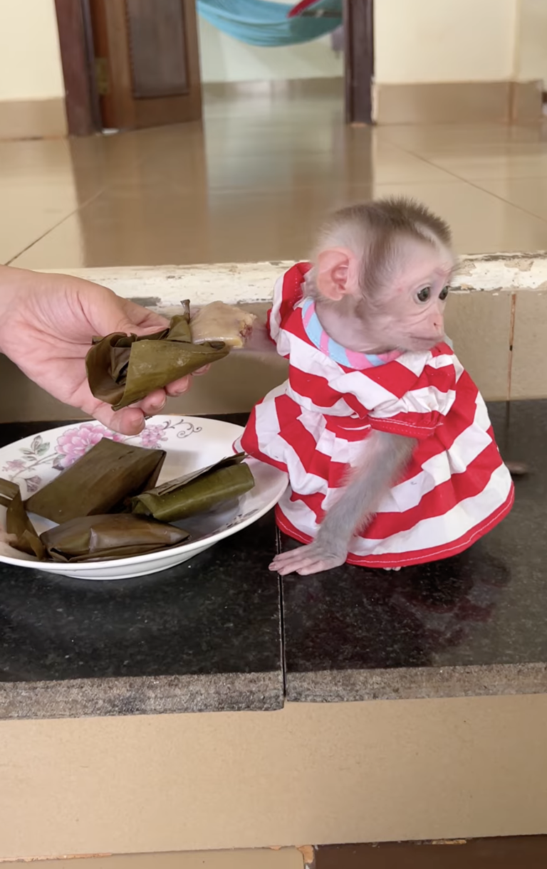 Snack Time for Linda! 🐒🍌💖 | Adorable Baby Monkey Enjoys a Tasty Treat