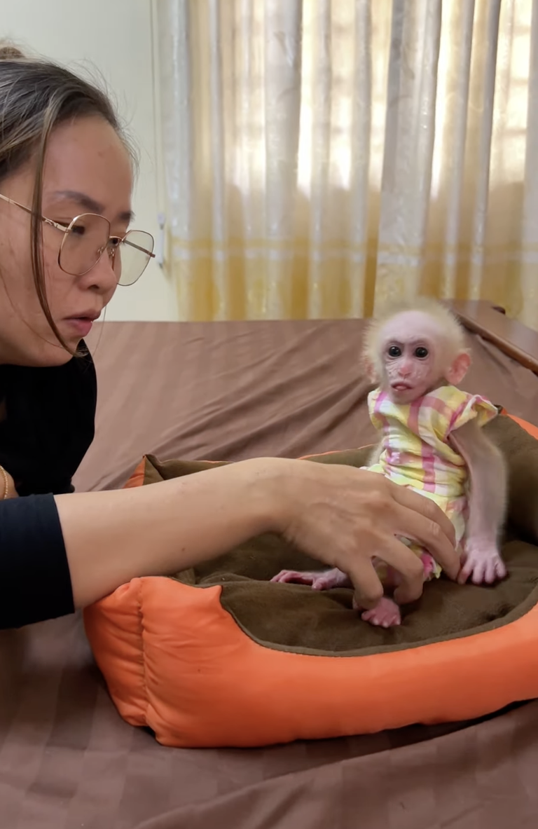 Mom Is So Talkative With Baby ChiChi! 🐒💖 | Adorable Mother-and-Baby Moment