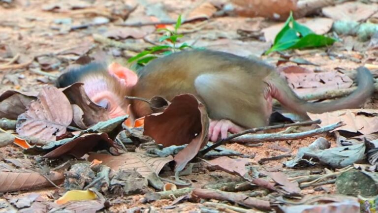 Little Monkey Remains Unsettled as His Devoted Mother Patiently Tries to Comfort and Calm Him Down