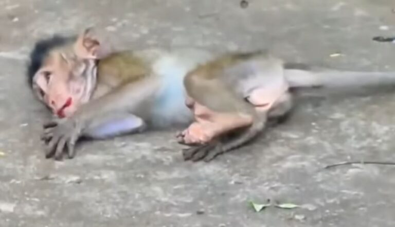 The stupid monkey jumped from a high place to the ground, it became dizzy.