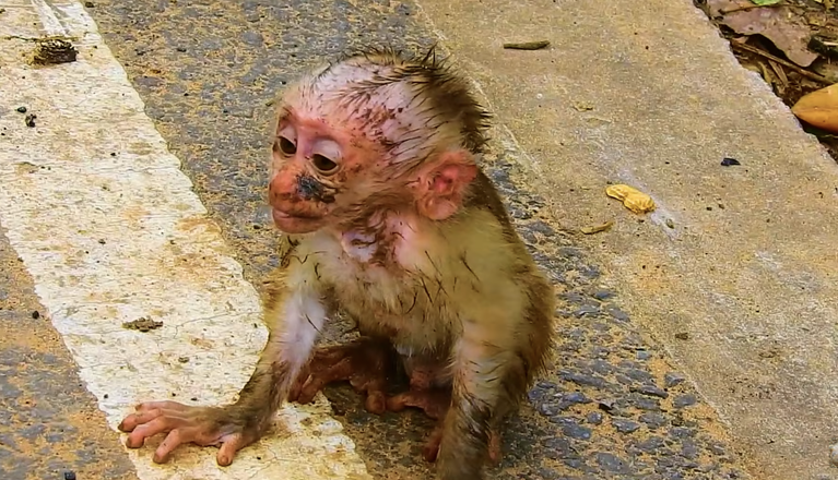 Poor Baby Leo Was Dusty and Soaked in Mud — A Difficult Weaning Moment Through the Wet Soil