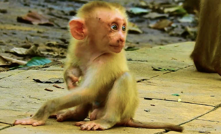 Sadly, Baby Leo Looks Heartbroken After a Difficult Weaning Process — He Was Hungry and Weak