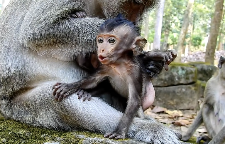 Part2, Break my heart ! Lori baby monkey cry loudly more and more when see mom come near her.