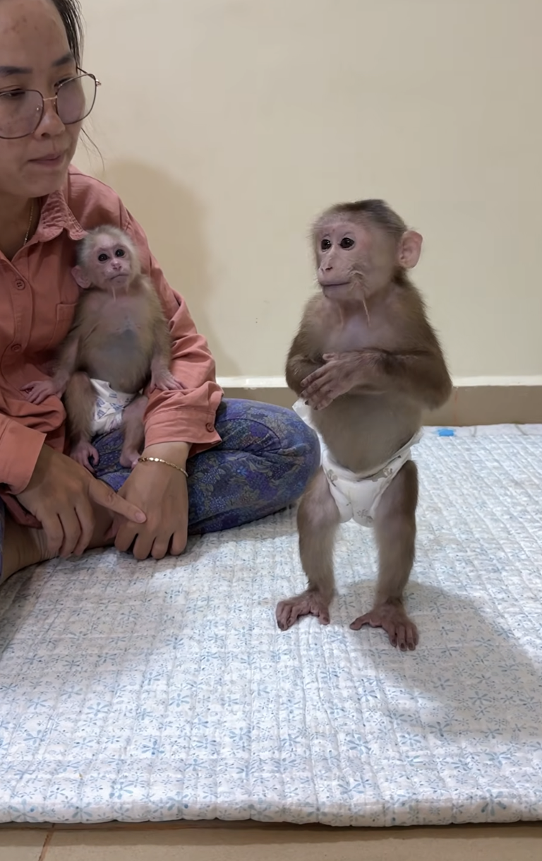 Genius Mom Singing For Baby PavPav Dancing